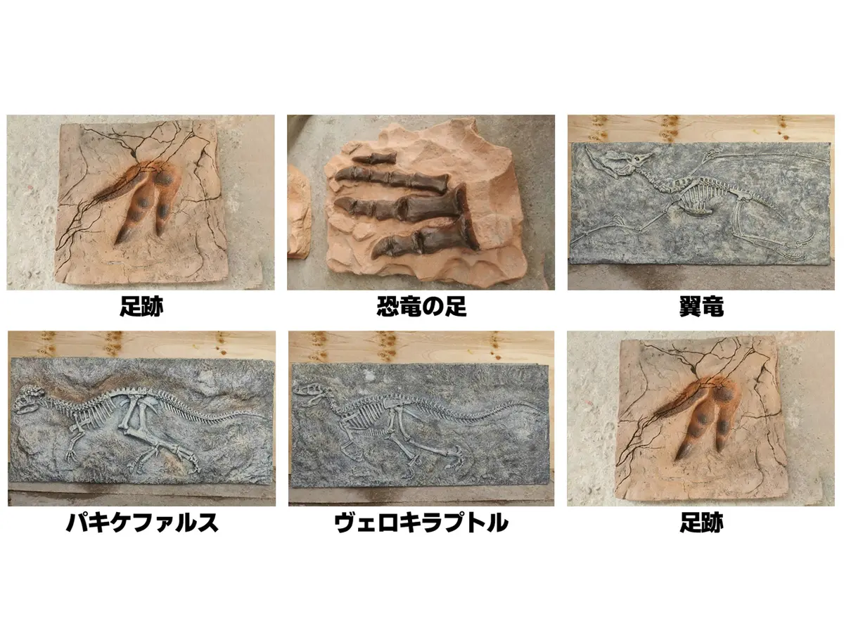 恐竜化石(セレクト) レンタル - 東京 大阪 名古屋 全国対応の 株式会社